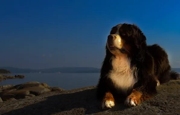The sky, look, face, light, nature, pose, blue, shore
