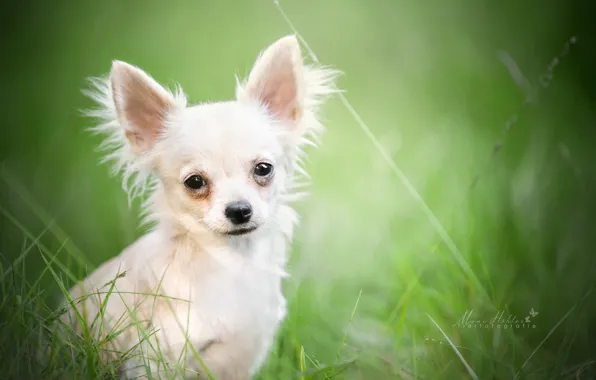 Picture look, portrait, bokeh, doggie, Chihuahua, dog