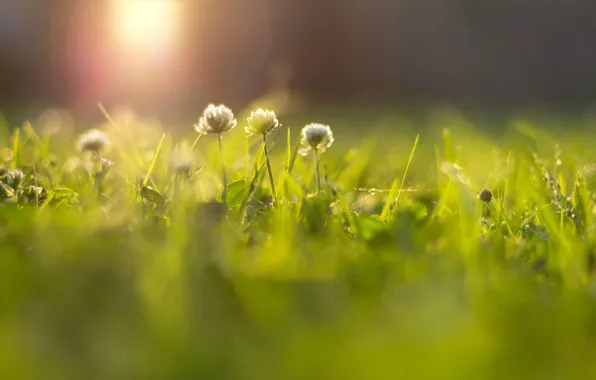 Greens, grass, the sun, rays, flowers, background, widescreen, Wallpaper
