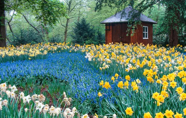Flowers, glade, spring, house, flowerbed, daffodils, Muscari