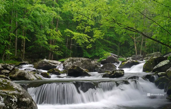 Trees, stream, stones, Tennessee, Great Smoky Mountains National Park
