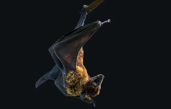 Wallpaper Pteropus, Indian Flying Fox, herbivorous bat images for