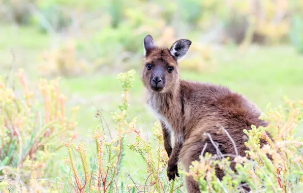 Look, face, nature, pose, kangaroo