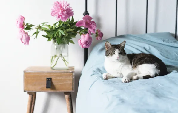 Picture cat, cat, flowers, bed, bouquet