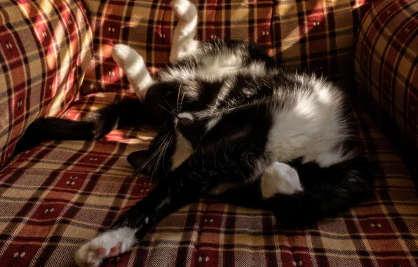 Cat, pose, chair, sleeping, plaid