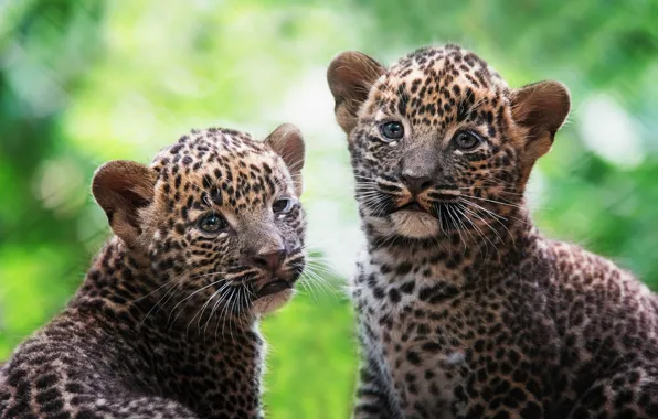 Look, background, portrait, leopard, kittens, kids, a couple, leopards
