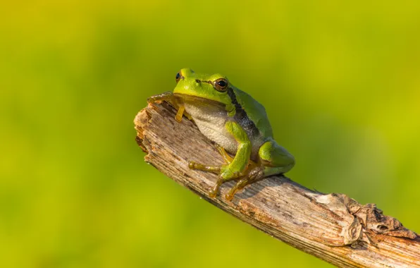 Picture macro, green, background, frog, bitches