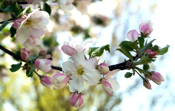 Leaves, macro, flowers, branch, spring, pink, Apple, buds