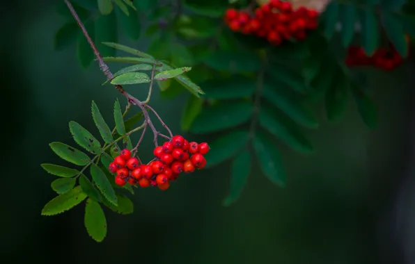 Autumn, nature, tree, bunch, Rowan