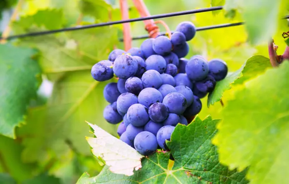 Nature, Bush, Grapes, Vineyard