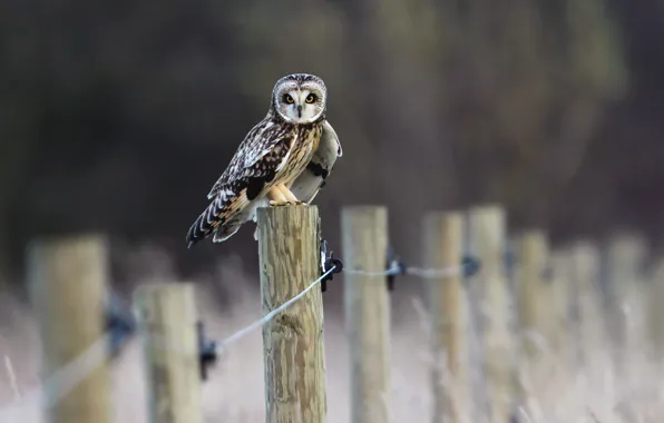 Picture field, owl, bird, the fence