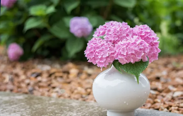 Picture flowers, vase, bouquet, garden, bokeh, hydrangea, pink