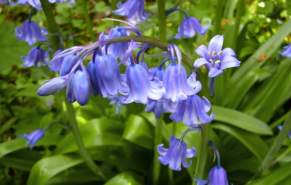 Greens, summer, leaves, flowers, spring, garden, stem, bells