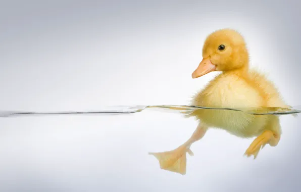 Water, transparency, legs, duck
