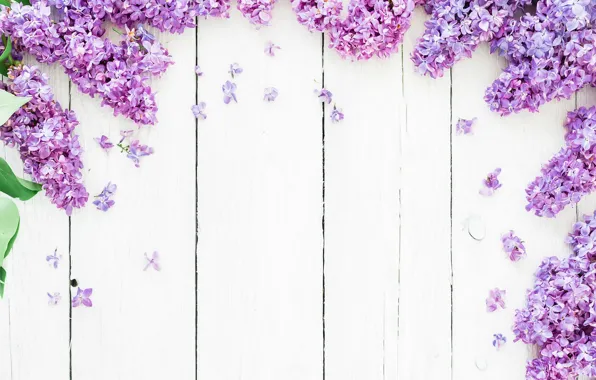 Flowers, background, spring, flowers, lilac, lilac