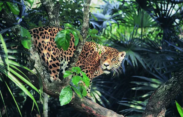 Look, jungle, Jaguar, sunlight