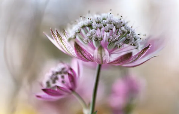 Plant, petals, exotic, astrantsiya