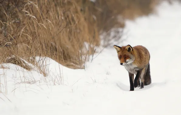Picture winter, nature, Fox