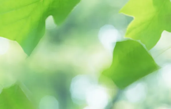 Summer, leaves, green, leaves