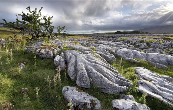 Field, landscape, stones, tree, England, North Yorkshire