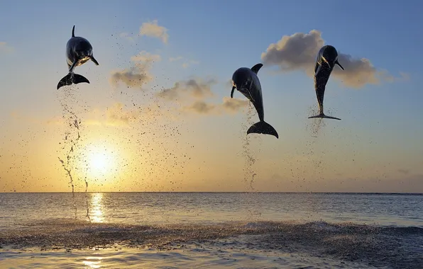 Picture the sky, squirt, the ocean, jump, dolphins, Sunlight