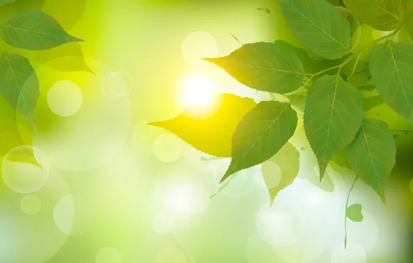 Picture leaves, light, green, birch