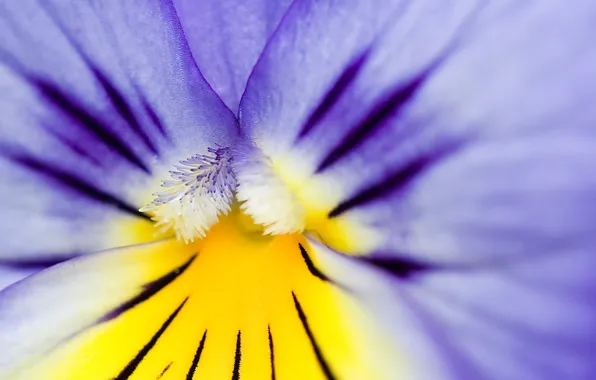 Picture purple, pollen, AMC