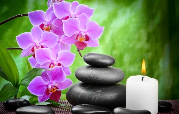 Picture flower, stones, candles, bamboo, black, Orchid, flowers, black