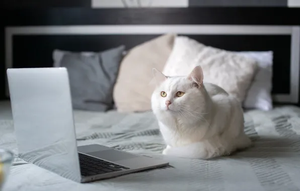 Cat, cat, look, bed, pillow, bed, lies, white