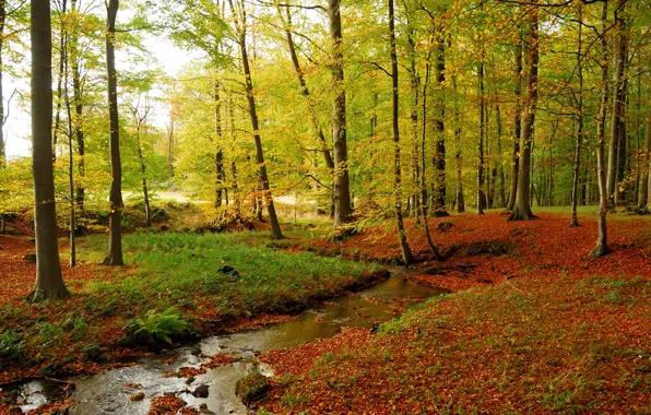 Autumn, forest, grass, leaves, trees, stream, stones