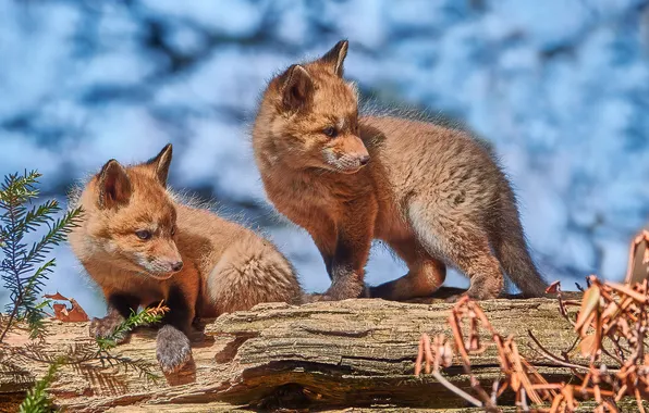 Look, light, Fox, Fox, log, a couple, blue background, faces