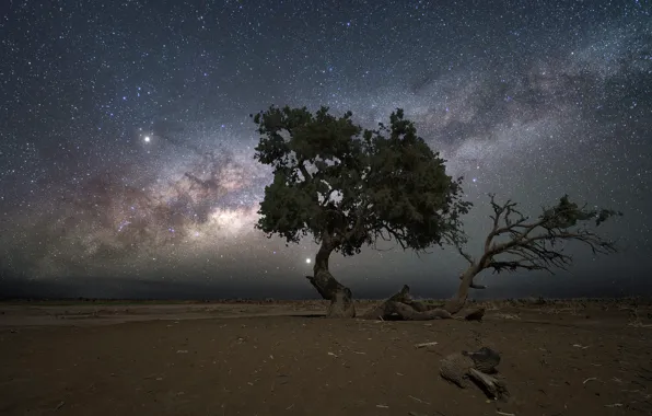 Stars, trees, night, tree, The milky way, pine, starry sky