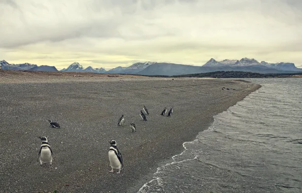 Picture shore, penguins, sea