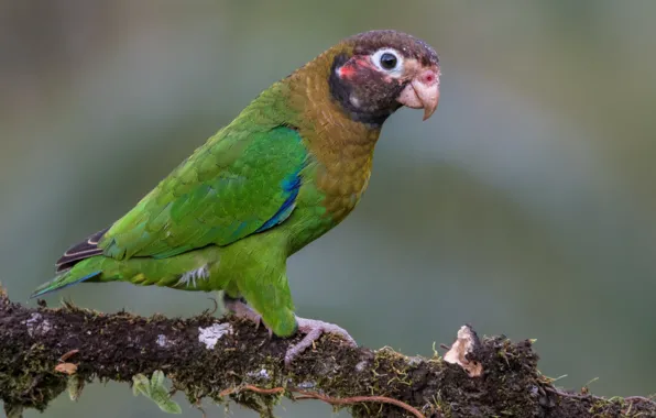 Picture birds, parrot, brown-kapushany parrot