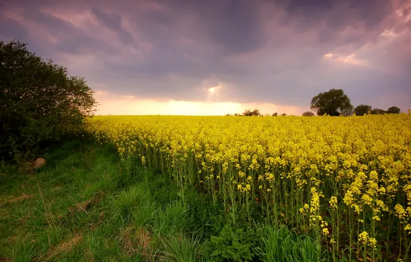 Flowers, rape, rapeseed field