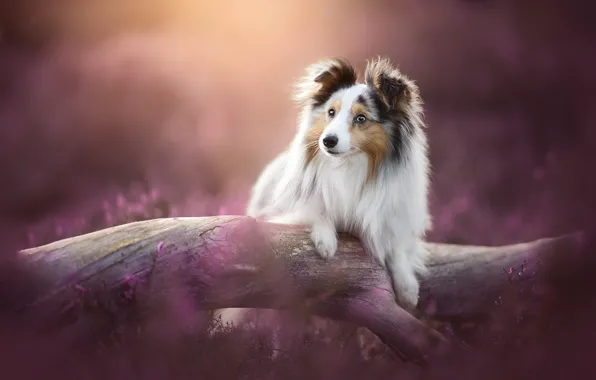 Dog, log, bokeh, Sheltie, Heather, Shetland Sheepdog