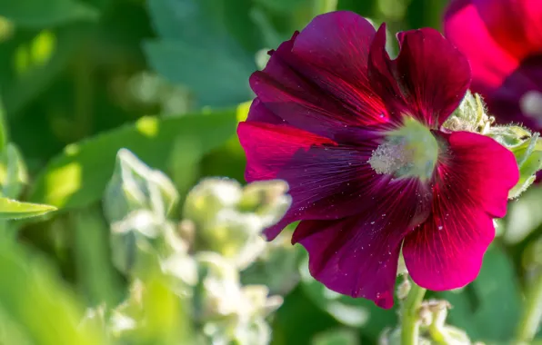 Flower, summer, leaves, light, red, bright, pollen, blur