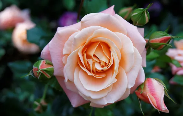 Flower, summer, leaves, flowers, pink, rose, Bush, roses