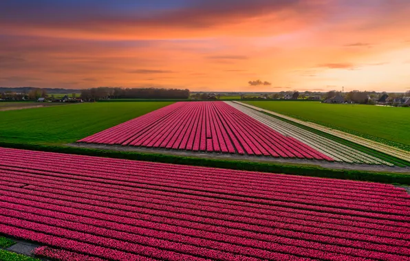 Field, the sky, clouds, flowers, strip, view, spring, dal