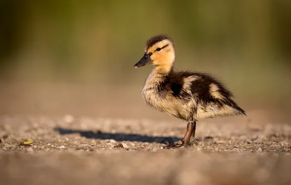 Background, shadow, baby, duck, chick, duck, motley