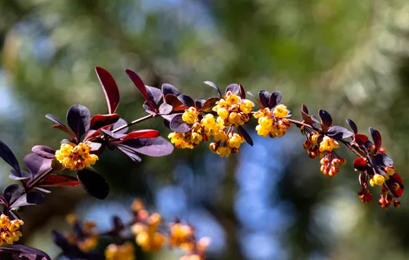 Leaves, flowers, branch, spring, yellow, flowering, bokeh, barberry