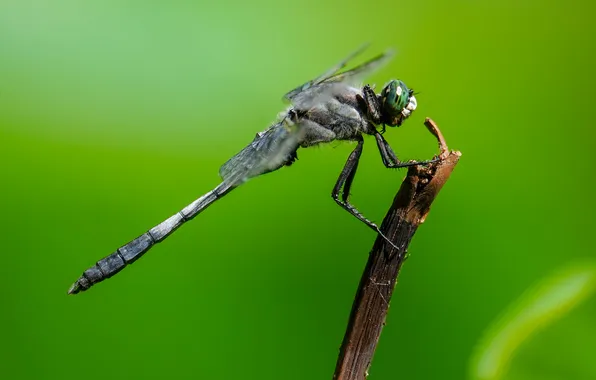 Green, dragonfly, bokeh, macro photography of insects, Victor Yastrebov, Fly dragonfly