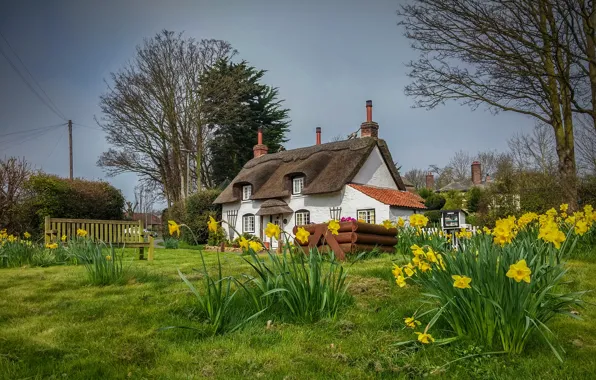 Picture England, spring, houses, daffodils, Appleby
