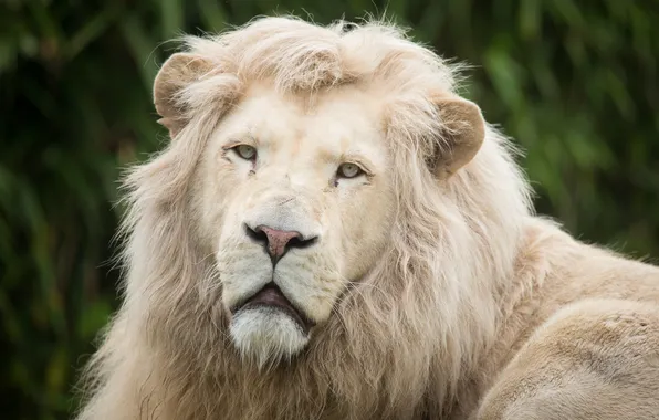 Cat, look, face, mane, white lion