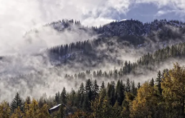 Roof, forest, the sky, clouds, trees, fog, house