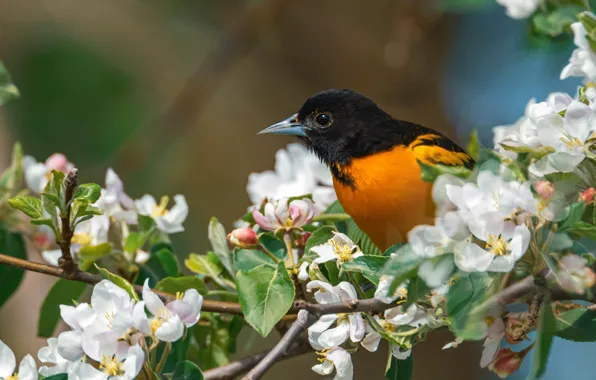 Bird, branch, spring, Apple, flowering, flowers, Baltimore Oriole