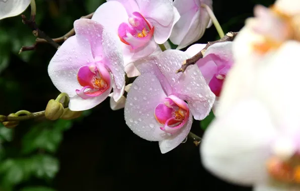 Picture macro, Flowers, Crimea, orchids
