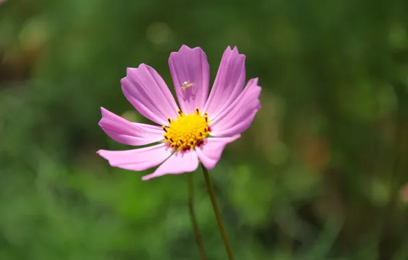 Flowers, spider, marigolds, kosmeya
