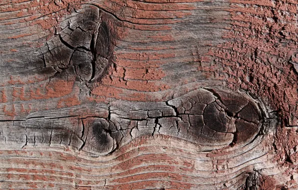 Tree, texture, Board