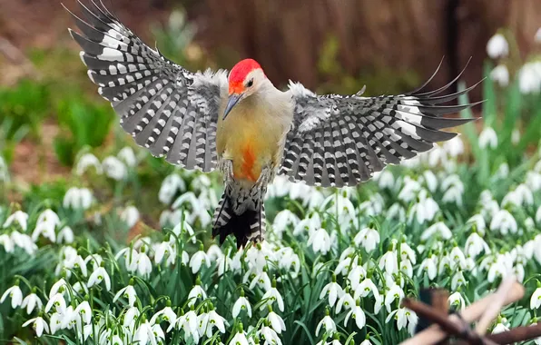 Flight, flowers, glade, spring, woodpecker, snowdrops, Karolinska melanerpes, wingspan